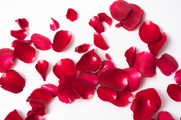 Close-up red roses petal  on white background