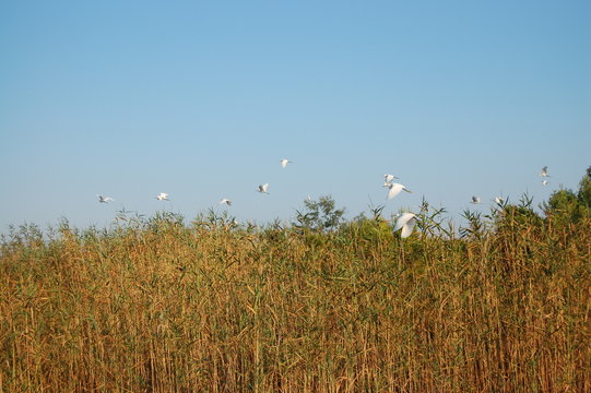 Garzette in volo nel canneto