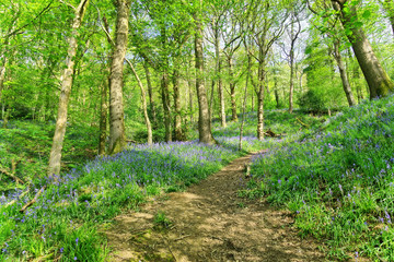 An English Bluebell wood in on a sunny Spring day
