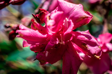 Flor en el atrio