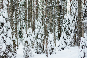 winter coniferous forest with large and small trees dusted with snow