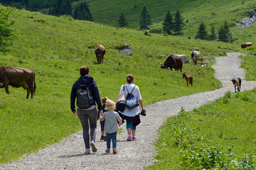 wanderer und kühe im kleinwalsertal