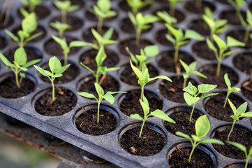 Cultivation chilli sprout in soil tray