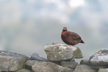 Red Grouse Standing on a Stone Wall