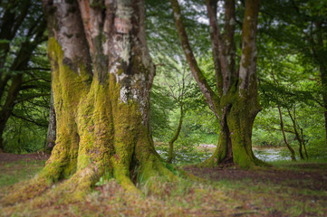 Obraz premium Tilt shift effect of old beech trees covered with moss, Glencoe, Scotland. Concept: Scottish famous panoramas, mysterious ancient places, Scottish nature