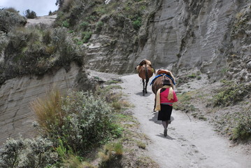 Girl walking with horses