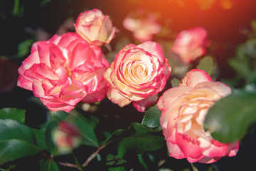 Beautiful nature scene with spring pink flowers roses background with sun light