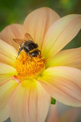 Close up image of a hairy bumble bee collecting pollen from a fresh pink and yellow dahlia flower. Sunny summer day in a garden. Green grass in background. Vertical image.