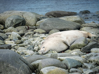 Fototapeta premium sleeping seal with smile on the stones
