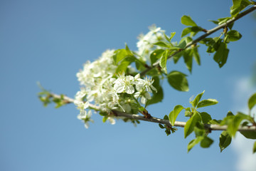 fiore ciliegio