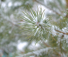 pine branch under white snow	