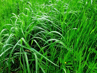 green grass with water drops