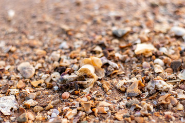 Beautiful background images of sand and small stones.