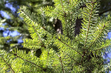 Lärche im Wald im Winter