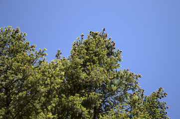 Lärche im Wald im Winter