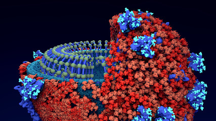 Inside look Virus, Coronavirus, respiratory virus, SARS, MERS Here the virus is sliced open to show...