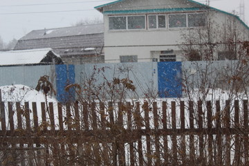 View of winter rose bushes when snow is flying outside