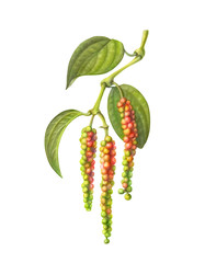 Black Pepper Vine Pencil Illustration Isolated on White with Clipping Path