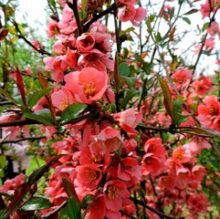 Red flower bush