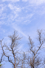 The image of a blue sky with a dry wood leg