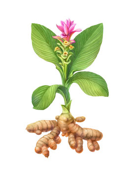 Turmeric Plant Pencil Illustration Isolated on White with Clipping Path