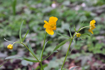 Buttercup kashubian (Ranunculus cassubicus) blooms in the wild