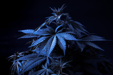 marijuana cannabis plant art background blue