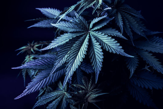 Cannabis art background, marijuana plants
