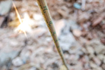 Rope falling vertically illuminated by a sun flare.