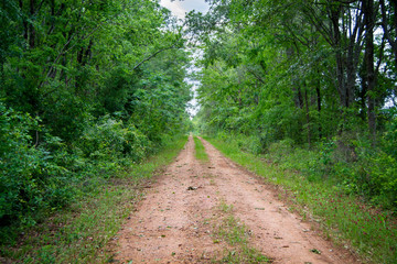 Fototapeta premium Dirt path through greenery