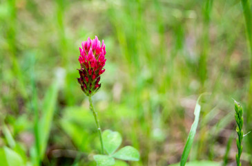 Small red wild flower