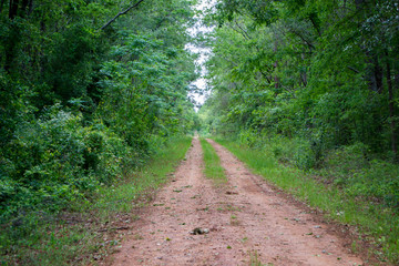 Fototapeta premium Dirt path through greenery