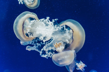 Naklejka na ściany i meble Pretty and beautiful jellyfish floating in the blue water.
