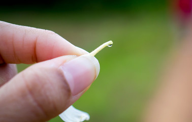 Holding honeysuckle pistil with nectar © Jazmine