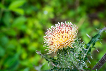 Spiky wild yellow thistle
