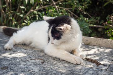 Cat looking and playing with a lizard whose tail recently came off	Cat pawing and playing with a lizard whose tail recently came off	