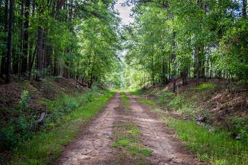 Obraz premium Dirt path through greenery