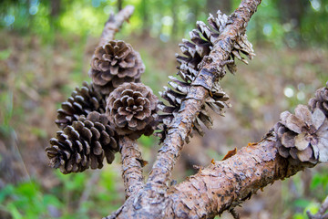 Wild pinecones on a branch