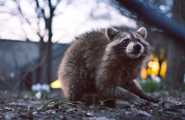 Rateau laveur Montreal