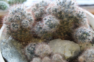 A variety of indoor plants on the windowsill when winter is outside