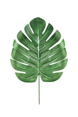 Artificial monstera leaves isolated on a white