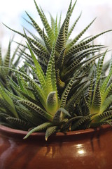 A variety of indoor plants on the windowsill when winter is outside