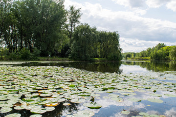 photograph of several water lilies in a lake