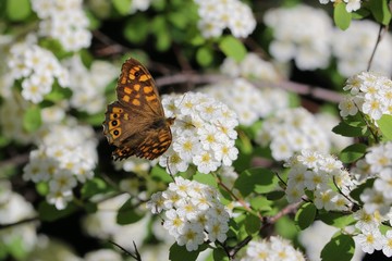 printemps