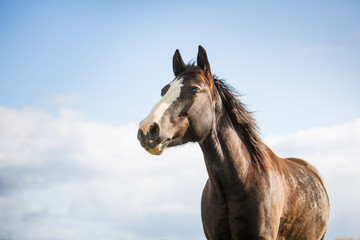Portrait of a horse in the blue sky
