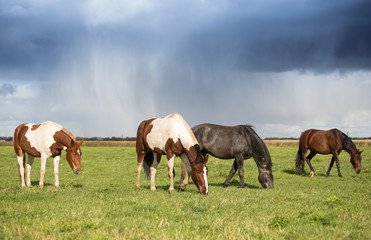 Obraz na płótnie Canvas Horses in Autumn Meadows