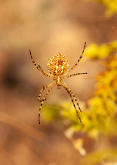 Beautiful spider feasting grasshopper on a spider web . Macro photo.