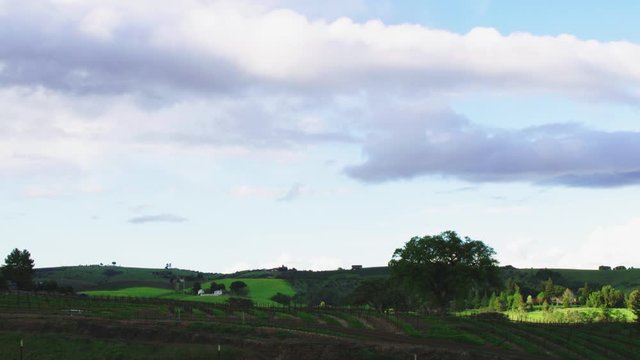 Wide, open field in vineyard