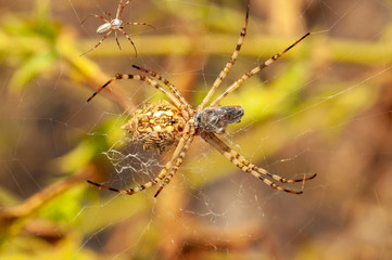 Beautiful spider feasting grasshopper on a spider web . Macro photo.