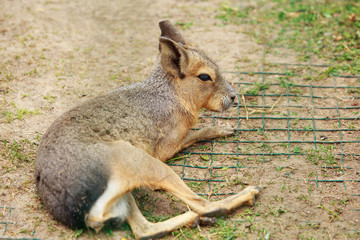 Patagonian hare close up